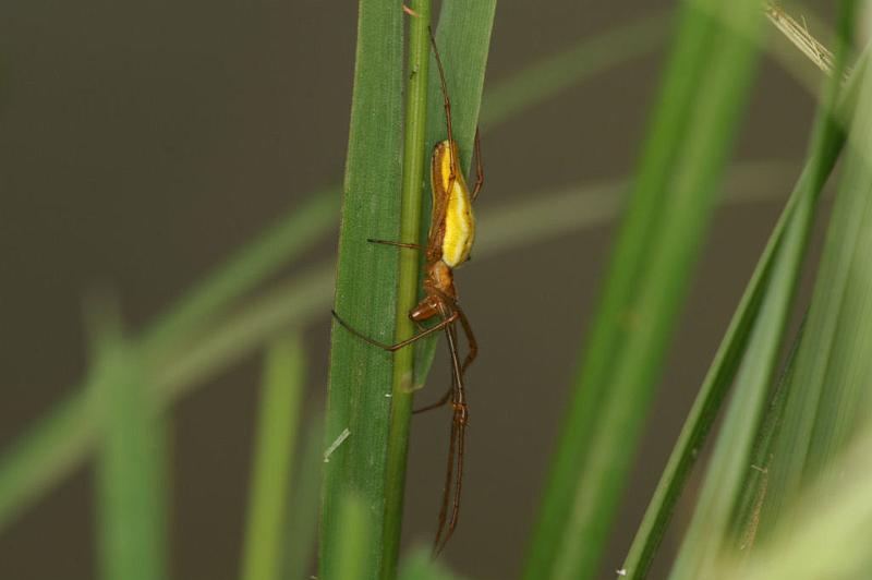 Tetragnatha_extensa_D5077_Z_89_Canal du Nivernais_Frankrijk.jpg